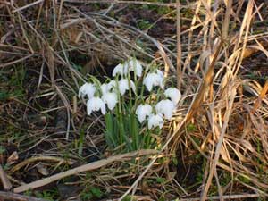 Schneeglöckchen kündigen das Frühjahr an